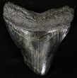 Bargain Megalodon Tooth - South Carolina #20799-1